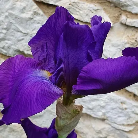 Classe Quatre Etoiles Dans Les Dependances Du Chateau De Manau Villa *